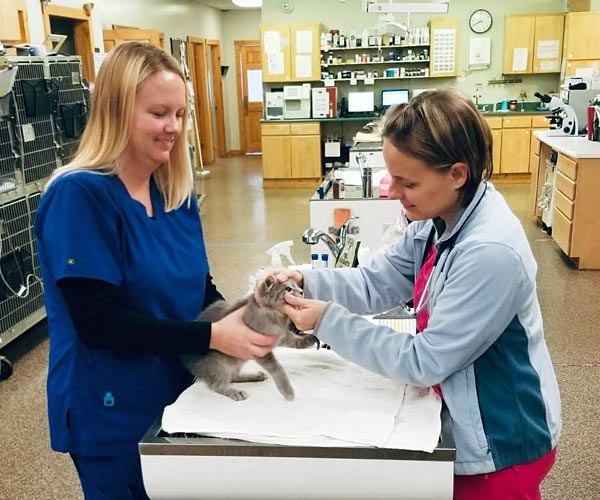 Kitten with Dr. Becca Stansbury and Carrie Clark
